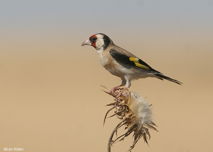   European Goldfinch Carduelis carduelis                              , 2009.:  